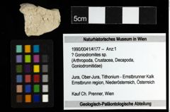 Foto (Objekt + Etiketten) von ? Goniodromites sp. 